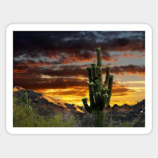 Saguaro Cactus Sticker